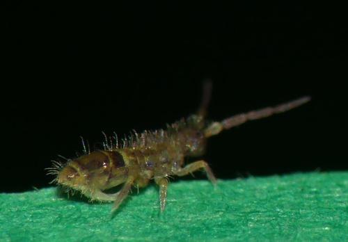 Orchesella cincta